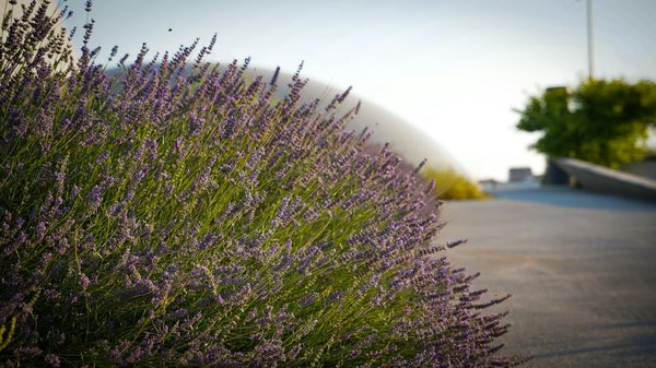 Toiture : Solutions Économiques pour une Rénovation Réussie – Astuces et Conseils Pratiques